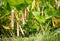 Ripe kidney bean growing on farm.Â Bush with bunch of podsÂ of haricot plant.